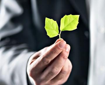 A person hands are seen holding a leaf.